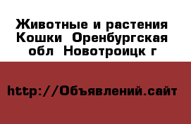 Животные и растения Кошки. Оренбургская обл.,Новотроицк г.